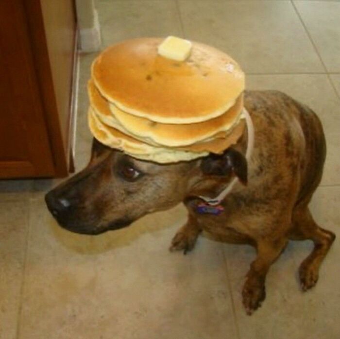Dog wearing a stack of pancakes with butter on its head, showcasing hilarious animals who lost the plot in goblin mode.