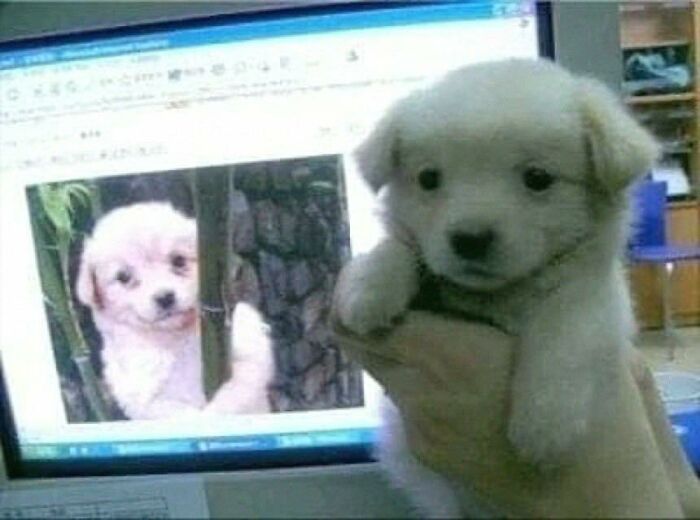 Puppy held in hand in front of computer screen showing same puppy image, a funny example of animals in goblin mode.