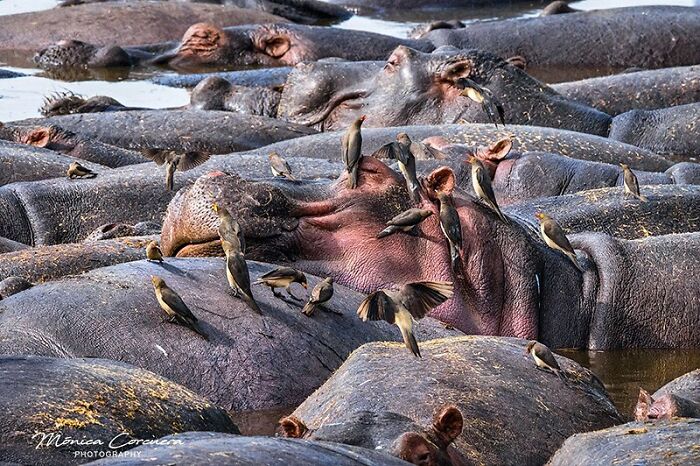 Hippopotamuses resting in water surrounded by birds, showcasing unforgettable wildlife moments captured in nature photography.
