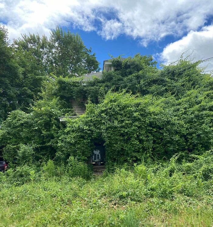 Overgrown abandoned house covered in dense greenery and thick vines under a partly cloudy sky.