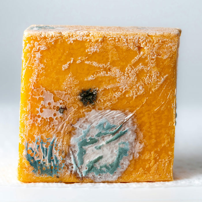 Moldy block of cheddar cheese representing a weird habit that means I was raised poor and food waste awareness.