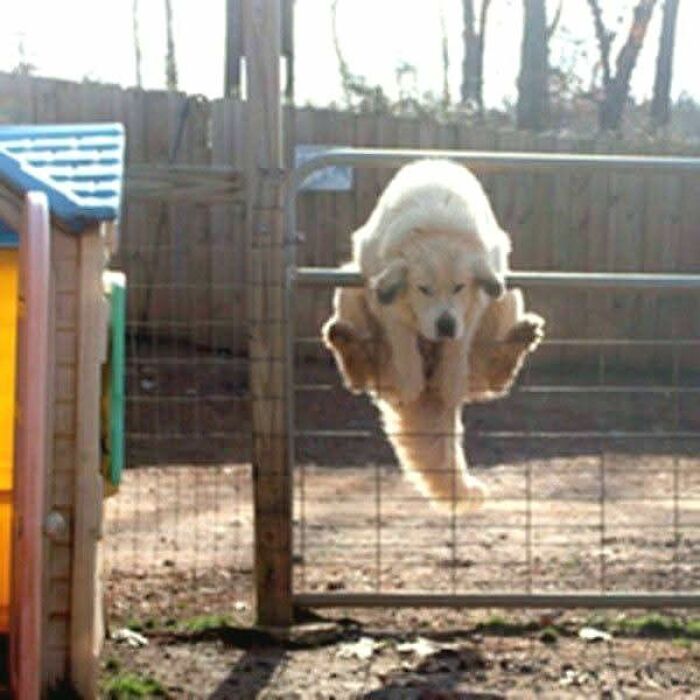 Dog caught mid-air jumping over gate in a hilarious animal moment showing animals who lost the plot and went into goblin mode.