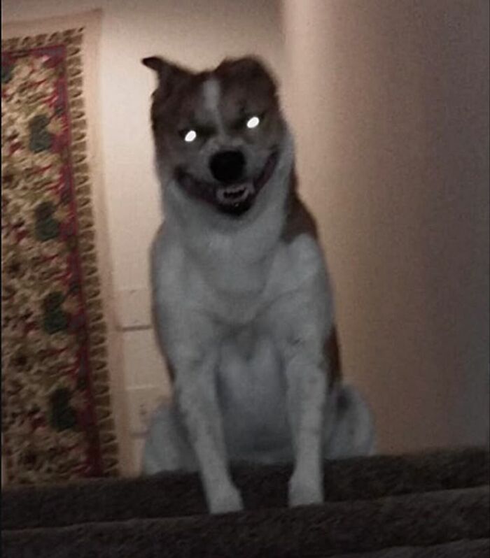 Blurry dog with glowing eyes sitting on carpeted stairs in a dimly lit room, an unusual animal pic with a spooky vibe