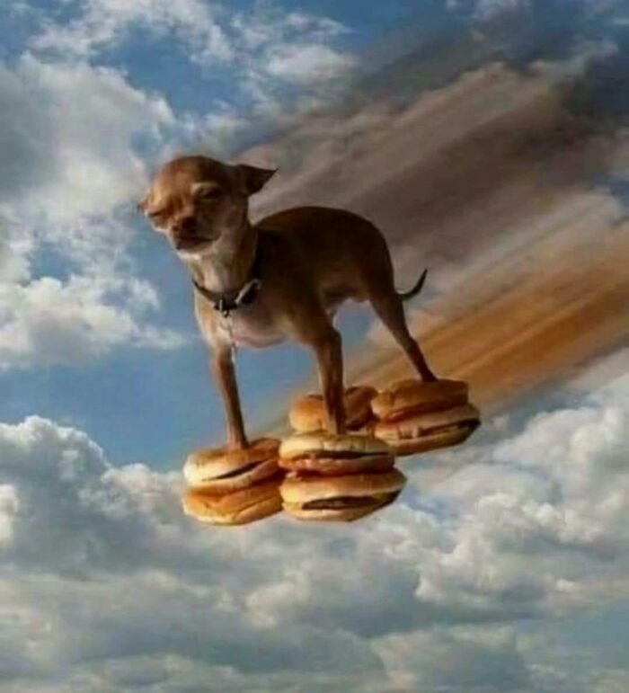 Small dog standing on floating hamburgers in the sky, showing a funny moment of animals who lost the plot in goblin mode.