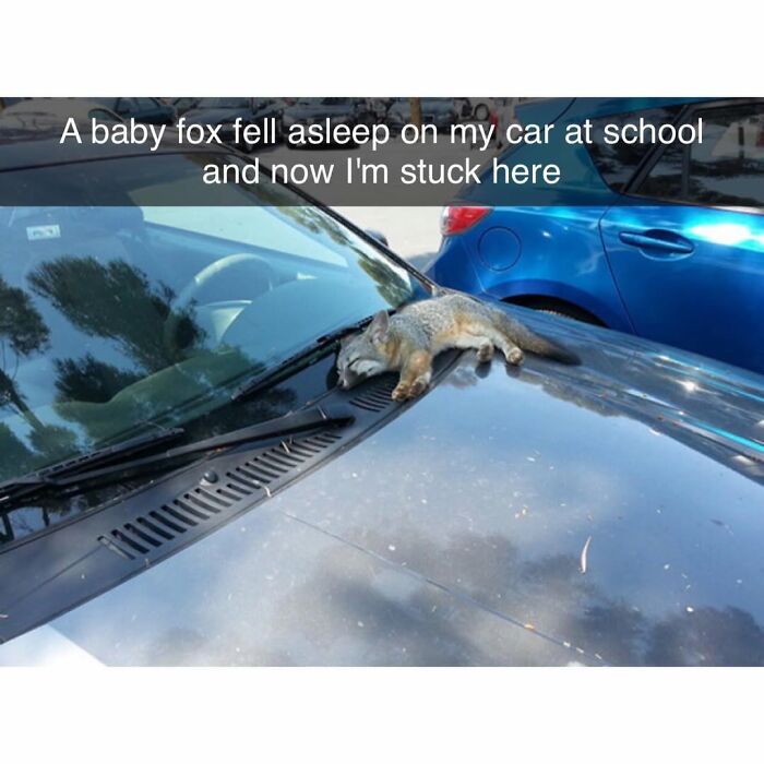 A baby fox asleep on a car hood with a funny animal meme caption about being stuck.