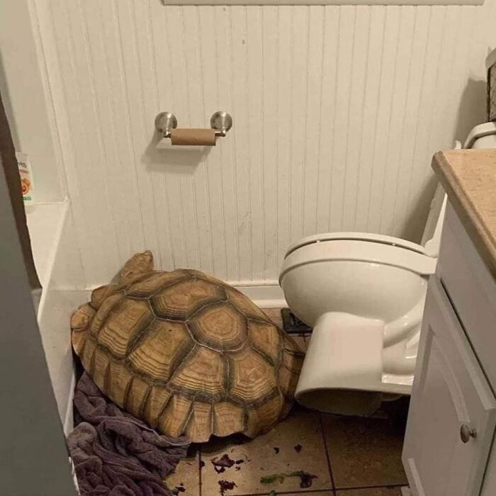 Large tortoise resting in a bathroom corner near a toilet, captured in a heartwarming animal pic that may make you laugh.