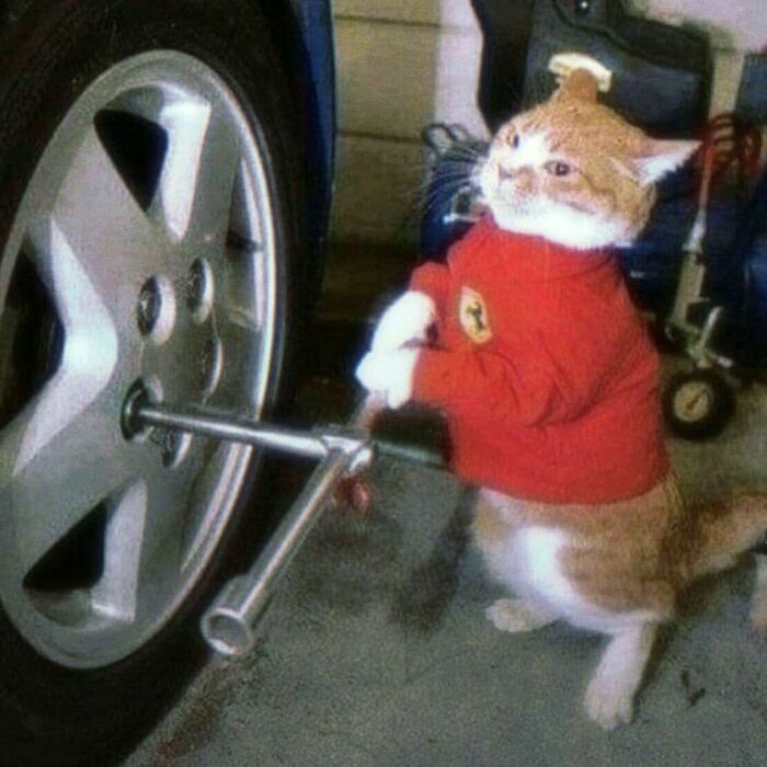 Funny cat wearing a red shirt pretending to change a car tire, one of the hilarious animals in goblin mode.