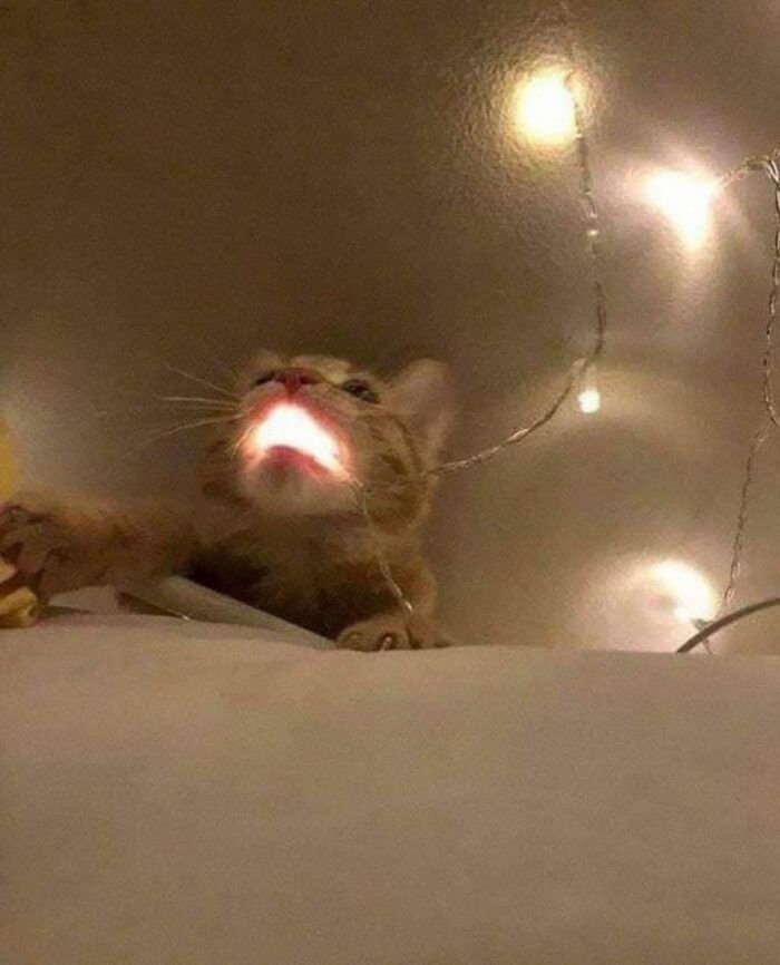 Cat playfully interacting with glowing string lights, creating a warm and funny animal moment in a cozy setting.