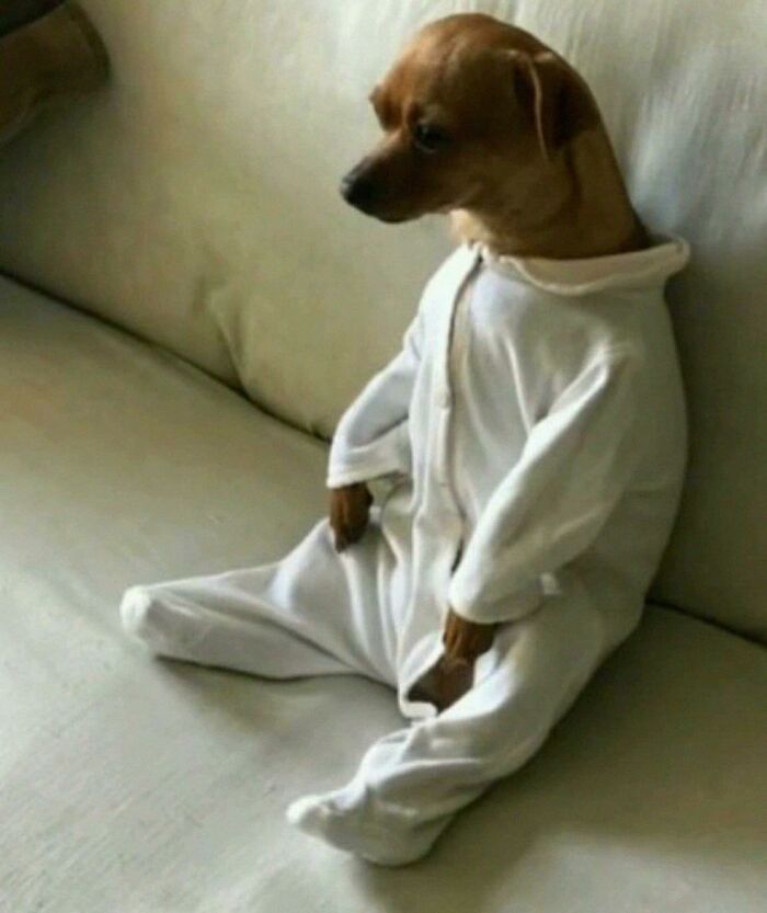 Small brown dog in white pajamas sitting on a couch looking sideways in a hilarious animals goblin mode moment.