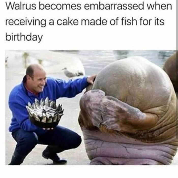 Man in blue jacket holds a fish cake while walrus covers its face, a funny and silly animal meme to lift spirits.
