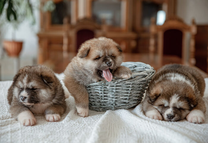 Three sleepy puppies resting on a bed outdoors, a casual scene that might hide deadly risks unknowingly faced daily.
