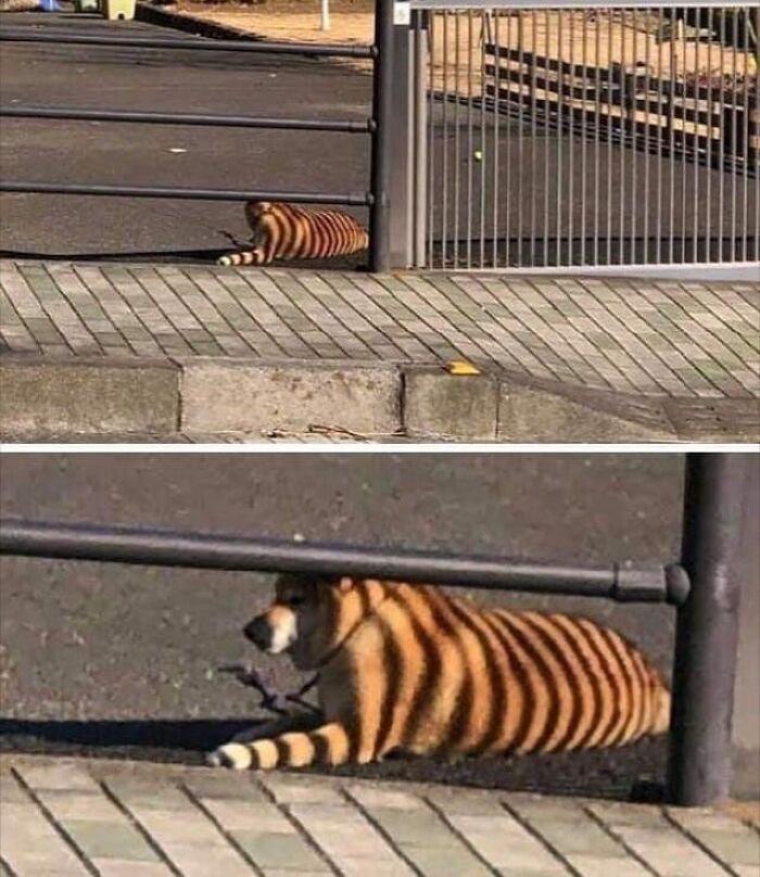Dog lying under gate with shadow creating funny animal stripes in a heartwarming animal pic.