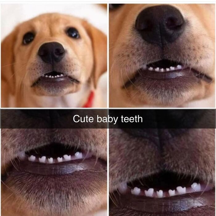 Close-up collage of a puppy’s silly baby teeth, showcasing funny and adorable animal moments to lift your spirits.