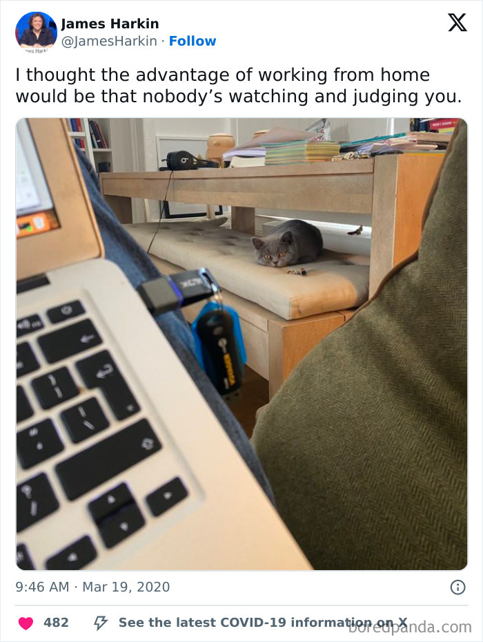 Work-from-home setup with laptop, cat watching intensely from under a table, capturing funny work-from-home moments.