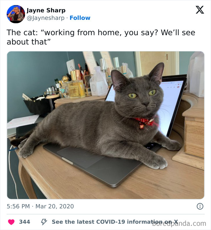 Gray cat lying on a laptop keyboard with a red collar, humorously illustrating work-from-home memes and challenges.