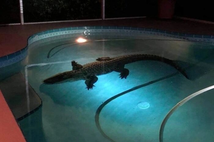 Alligator swimming at night in a lit residential pool, a surprising animal pic that may warm your heart and make you laugh.