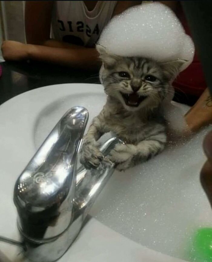 A hilarious cat covered in bubbles sitting in a sink, showing a funny expression in goblin mode.