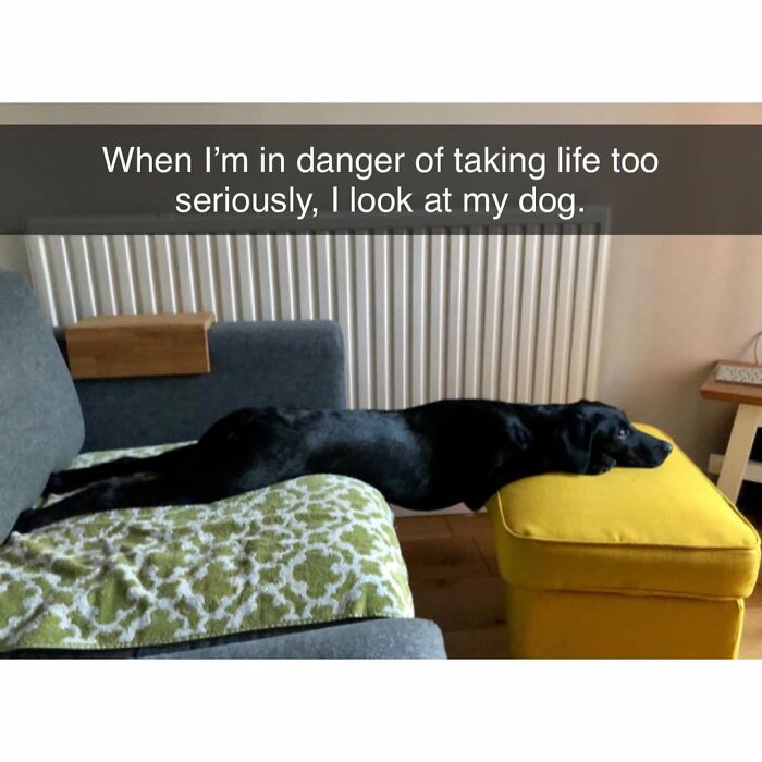 Black dog stretched between a couch and yellow ottoman with a humorous caption about funny and silly animal memes.