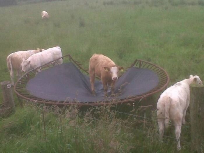 Calves standing on and around a broken trampoline in a grassy field, capturing funny animal moments.