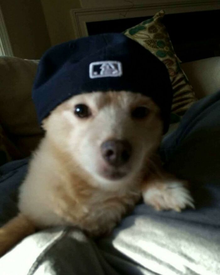 Small dog wearing a dark cap indoors, captured in a funny moment showing animals in hilarious goblin mode.
