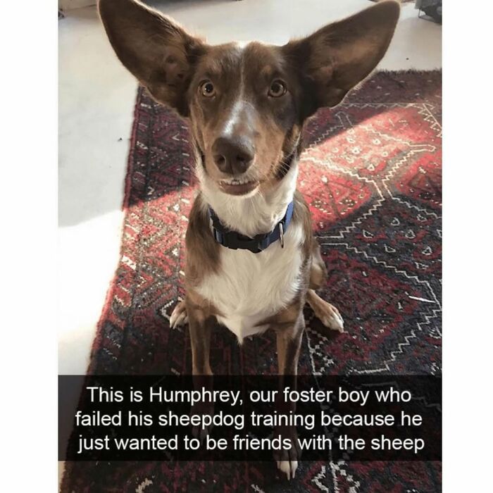 Funny animal meme of a dog named Humphrey who failed sheepdog training, adding humor to animal memes for keeping spirits up.