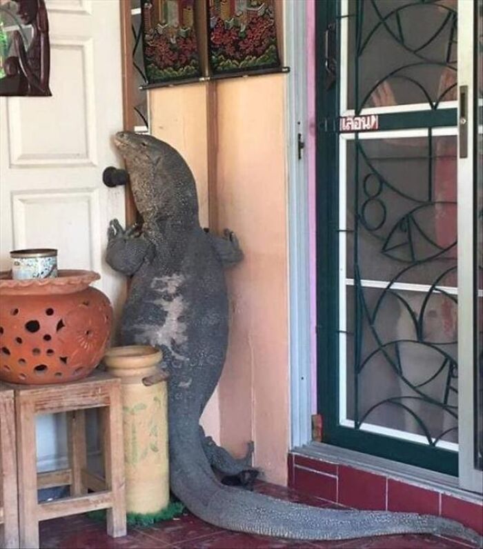 Large monitor lizard standing on hind legs trying to open a door in a home setting, animal pics that may warm your heart.
