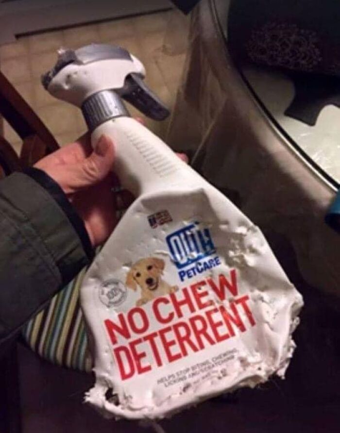 Hand holding a chew deterrent spray bottle that has been heavily chewed, showcasing sarcasm in pet training memes.