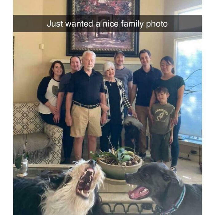 Funny and silly animal memes featuring dogs interrupting a family photo to keep your spirits up and bring laughter.