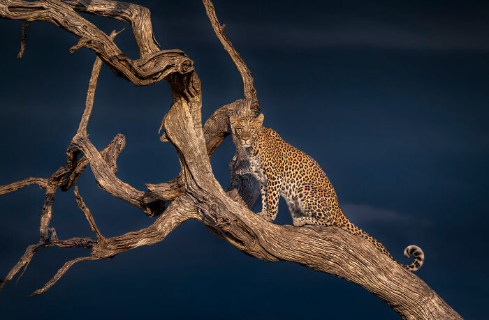 Leopard perched on twisted tree branch at dusk, showcasing unforgettable wildlife moments in natural habitat photography.