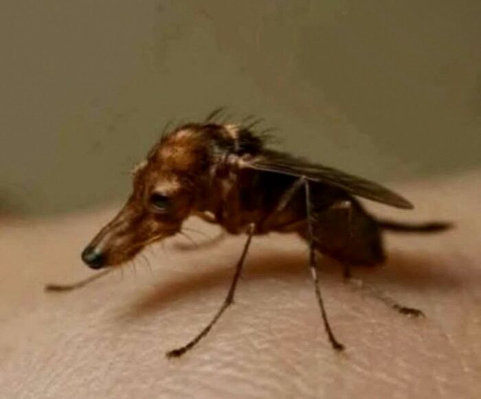 A surreal animal hybrid showing a tiny creature with the body of a mosquito and the head of a dog in a hilarious goblin mode.
