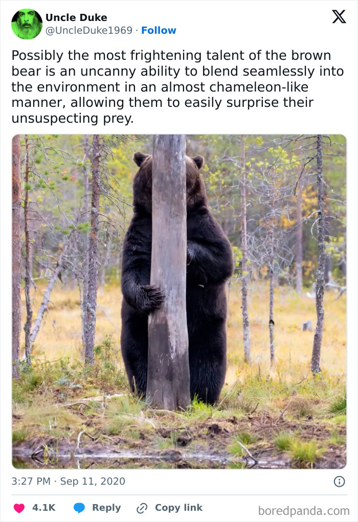 Bear hugging a tree in a forest, showcasing a wholesome moment from memes that took an unexpected wholesome turn.