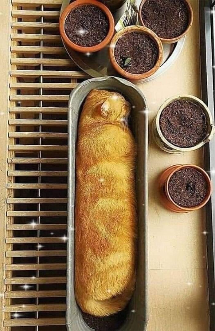 Orange cat curled up inside a rectangular planter next to several flower pots in a cozy indoor setting.