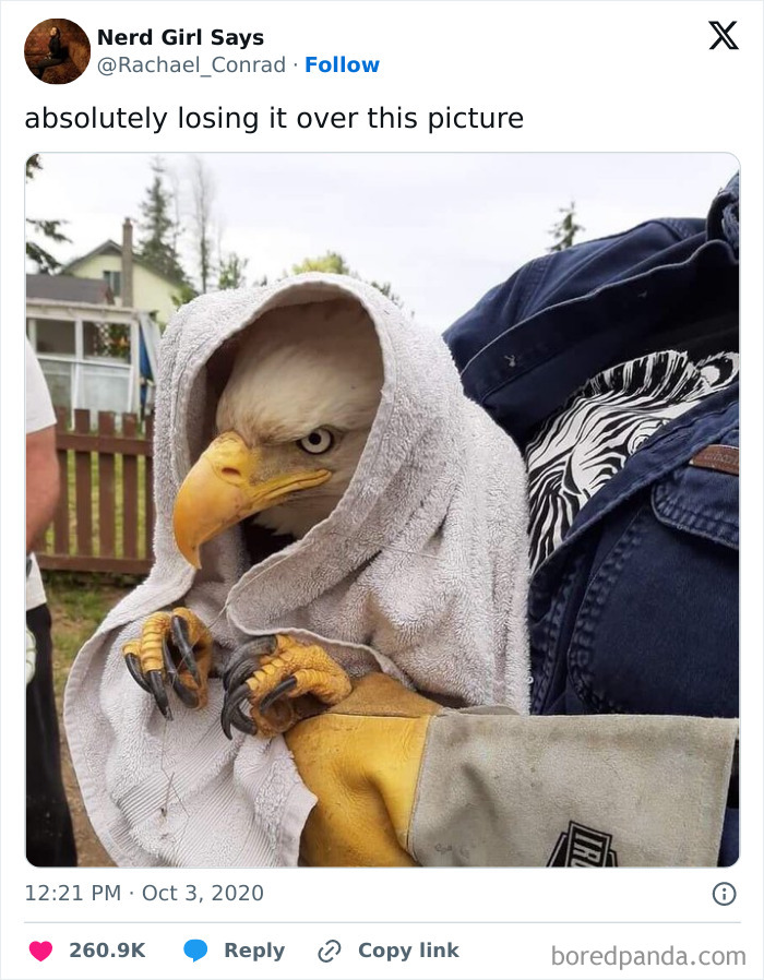 Bald eagle wrapped in a towel, showing its silly little self while being gently held by a person wearing gloves.