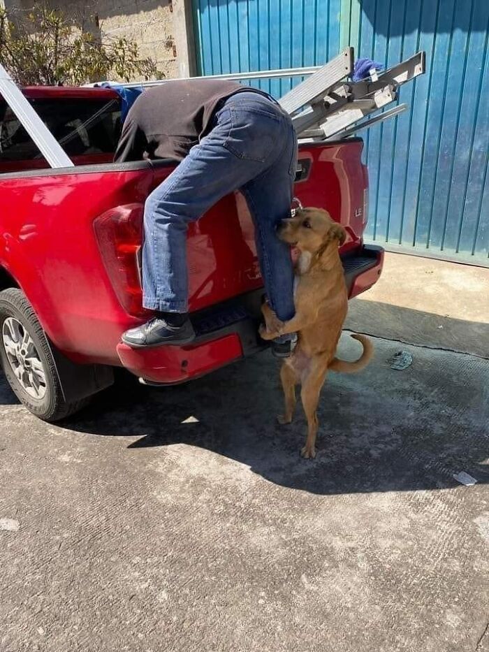 Dog clinging to a person's leg while they lean into the back of a red truck, showcasing funny animal behavior.