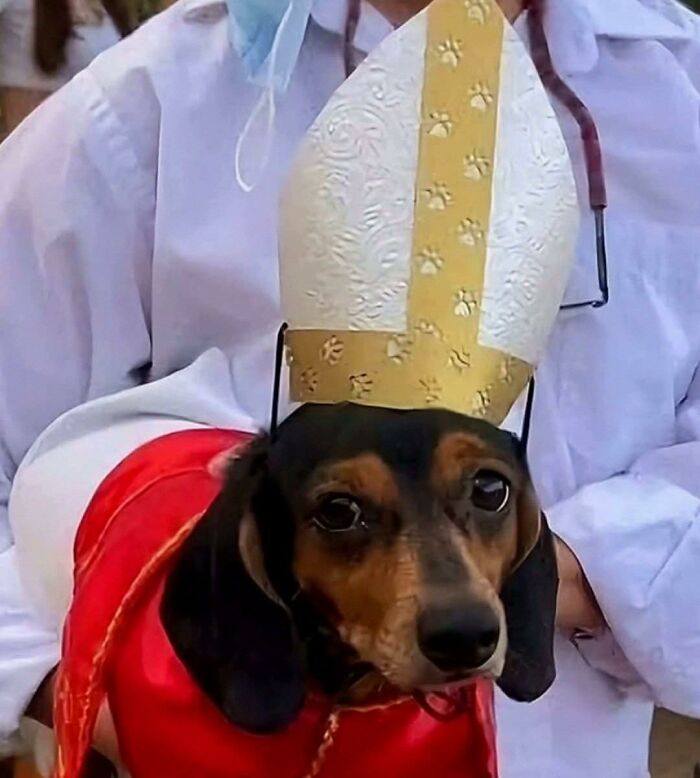Small dog dressed in a humorous costume with a tall decorative hat, showcasing animals in goblin mode antics.