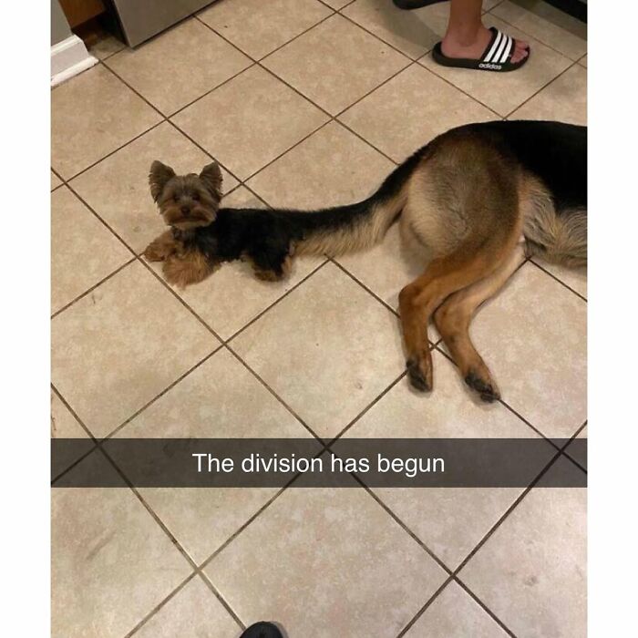 Funny and silly animal meme showing a small dog with the body and tail of a larger dog on a tiled floor.