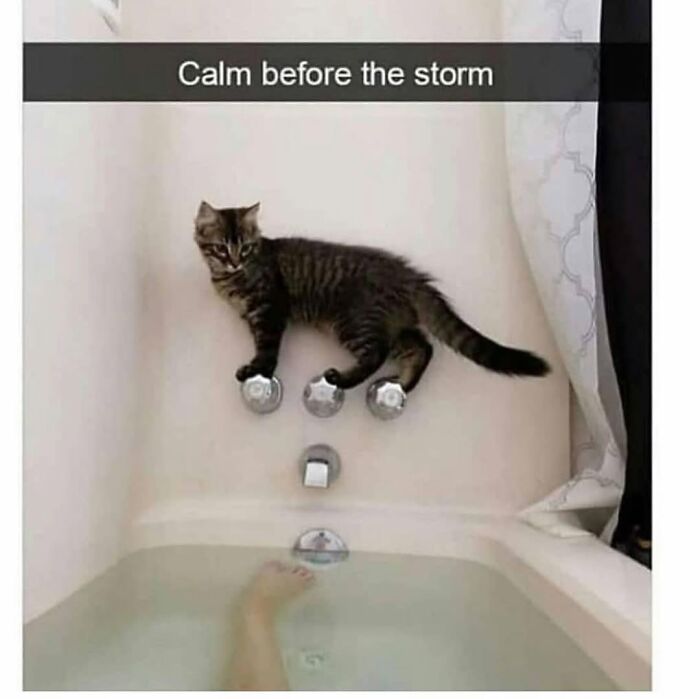 Cat resting on bathtub controls with caption calm before the storm, a funny and silly animal meme to lift spirits.