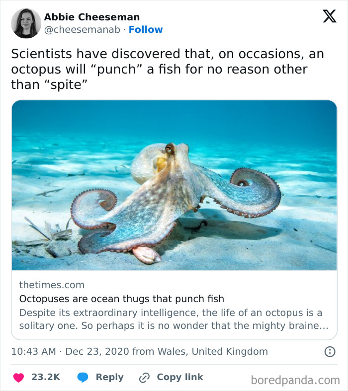 Octopus punching a fish underwater, showing hilarious and unexpected marine animal behavior caught in action.