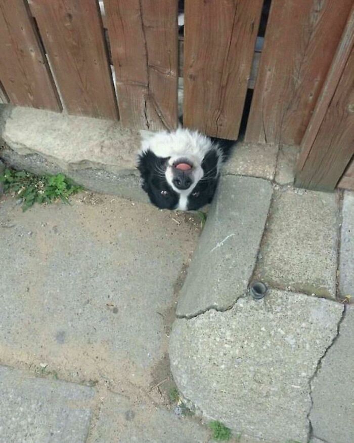 Dog poking head through wooden fence appearing goofy, one of the hilarious animals who lost the plot in goblin mode.