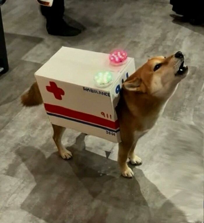 Dog dressed in a homemade ambulance costume, howling indoors, showcasing hilarious animals in goblin mode.