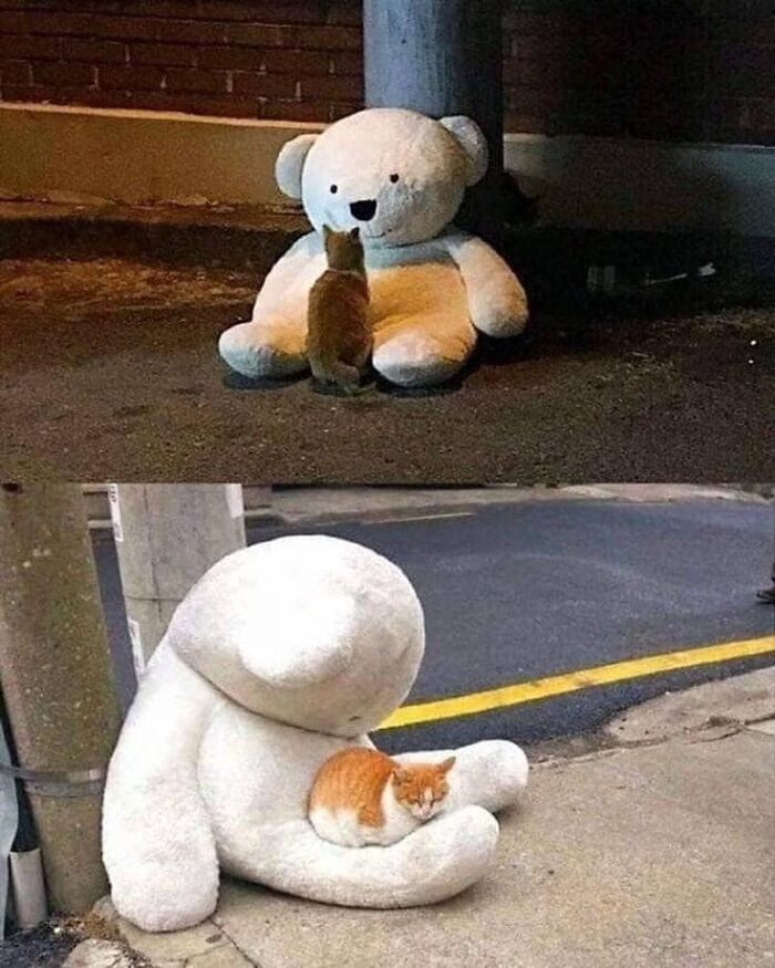 Orange cat interacting with a large white teddy bear in two funny and silly animal memes outdoors at night and day.