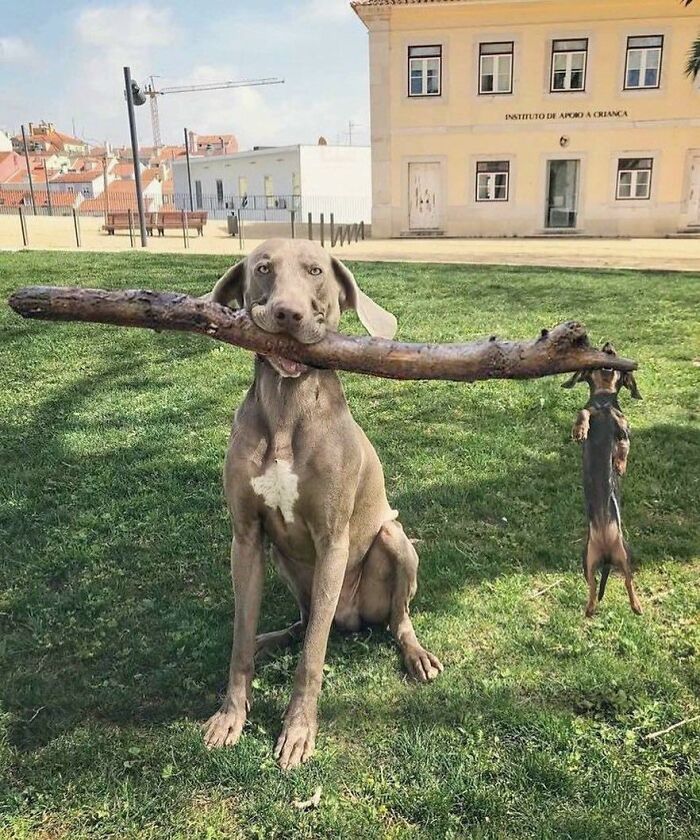 Large dog holding a huge stick in its mouth while a small dog hangs from the other end in hilarious goblin mode.