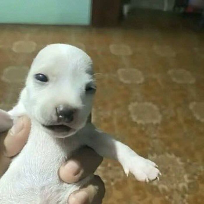 A hilarious small white puppy with a funny expression being held, showcasing animals who lost the plot in goblin mode.