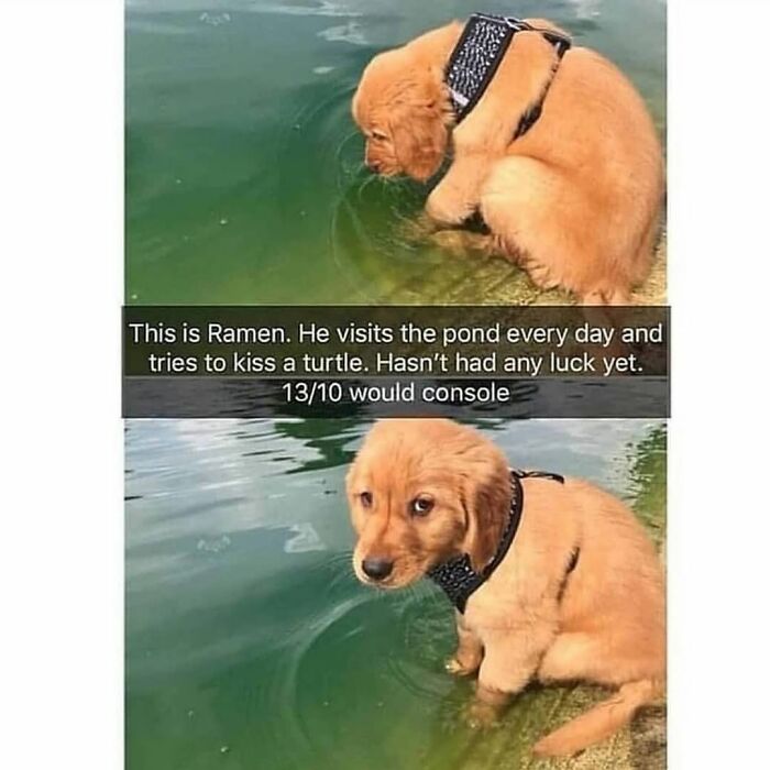 Golden retriever puppy at pond trying to kiss a turtle, featured in funny and silly animal memes to lift spirits.