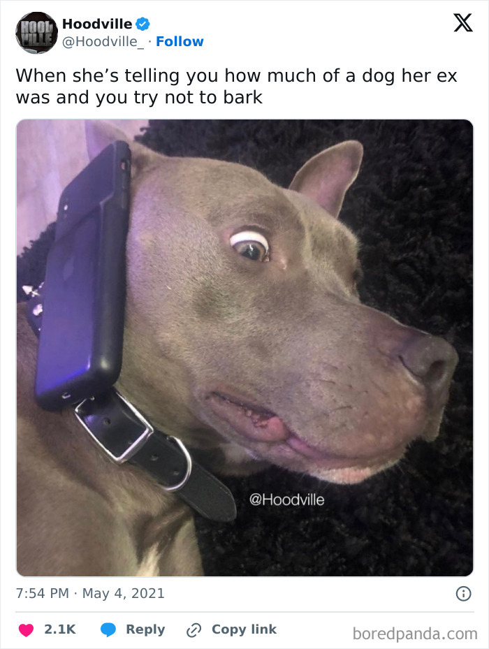 Dog with a phone balanced on its shoulder looking surprised, one of the adorable animals that may bring smiles.