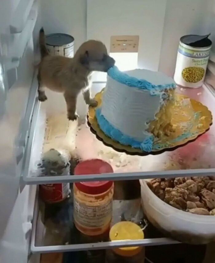 Small dog in a fridge caught in goblin mode eating cake with a large bite missing from it.