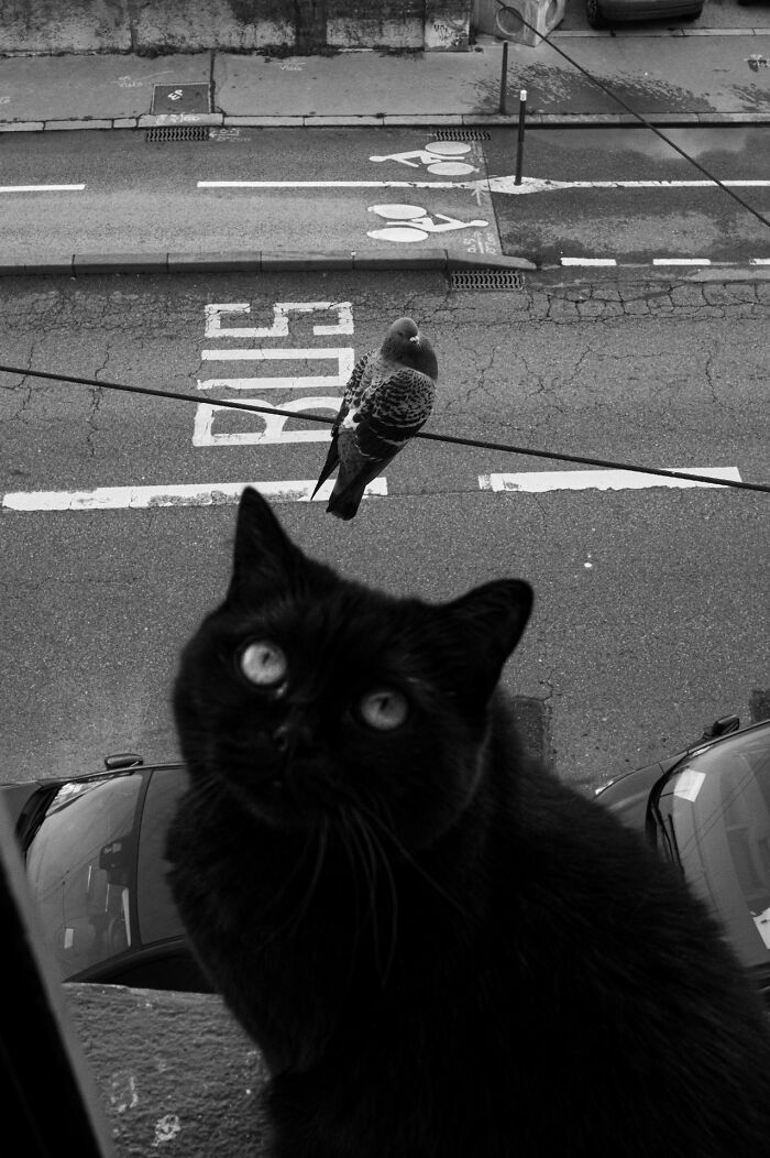 Black cat and pigeon captured in urban street scene, showcasing unique moment perfect for pure street photography grant winners.