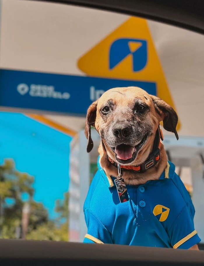 Dog wearing a blue gas station uniform at a fuel pump, embodying the story of Matu&ecirc; saving hundreds of dogs.