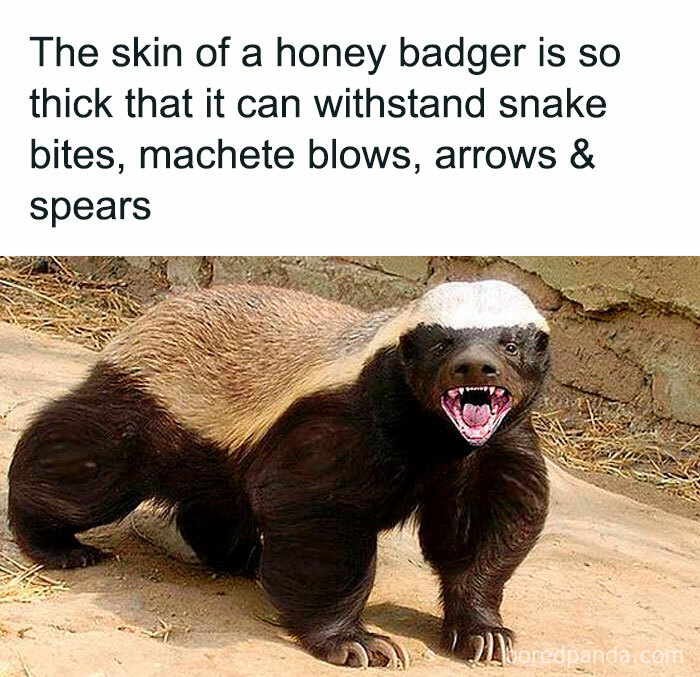 Honey badger with thick skin known for surviving snake bites and attacks, illustrating disturbing and unsettling events that actually happened.