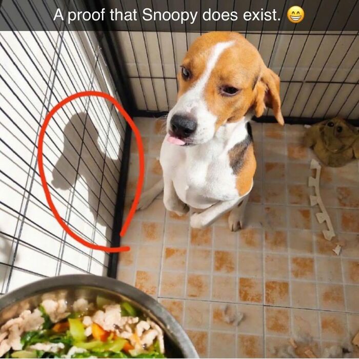Beagle dog sitting with tongue out and shadow resembling Snoopy in a cage, funny and silly animal memes.